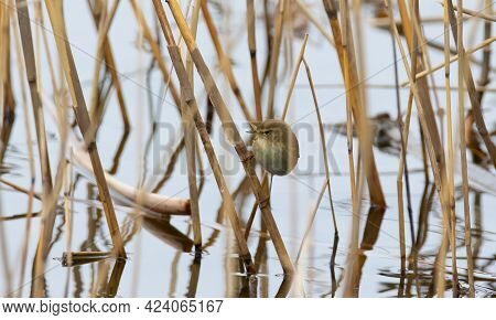 Common Chiffchaff Sitting On A Reed Stalk Above The Water