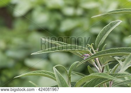 Close Up View Of Salvia Leucantha Plant Leaves Growing Outdoors