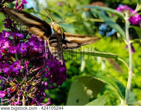 Bedstraw Hawks Hyles Gallii On The Purple Butterfly Bush Buddleja Davidii
