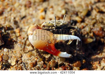 Single-clamp Crab