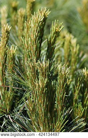 Dwarf Mountain Pine, Pinus Mugo, Variety Carstens Wintergold With New Shoots In Spring And A Backgro