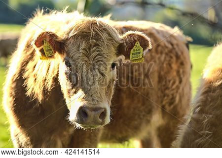 Beautiful Closeup View Of Brown Cows With Yellow Ear Tags For Identification Peacefully Grazing At F