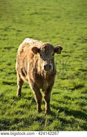 Beautiful Bright View Of Brown Cow Peacefully Grazing At Farm Near Puck's Castle Ln, Ballycorus, Cou