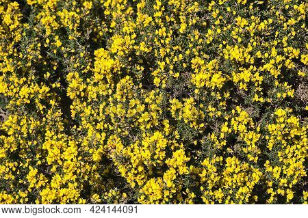 Beautiful Closeup Uniform Background Of Yellow Gorse (ulex) Wild Peaky Flowers Growing Everywhere In