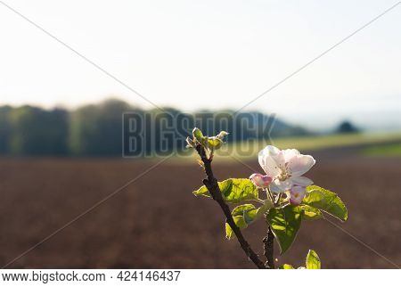 Pink And White Apple Blossom In The Mostviertel Or Must Quarter Region Of Lower Austria Near Amstett