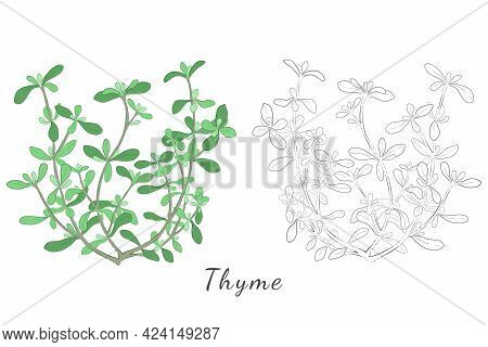 Two Hand Drawn Picture Of Thyme Or Thymus Vulgaris With Color Fill And Contour And With Outlines Onl