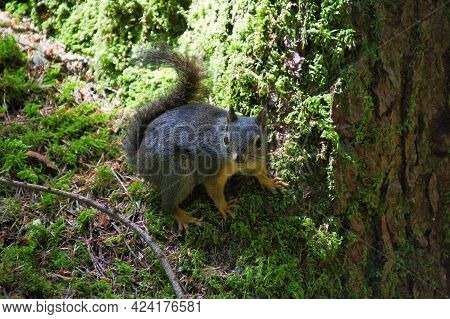 Douglas Squirrel Resting On The Rock.   North Vancouver Bc Canada