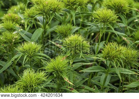 Close Up Of Onamental Grass Stipa Gigantea