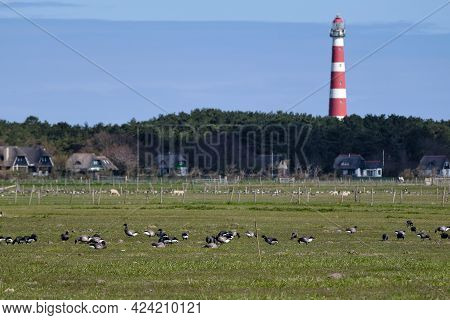 Typical Dutch Landscape With A Farm, Farmland With A Geese And Unsharp Lighthouse Of Hollum, Ameland