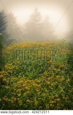 Misty Mountain With Wild Flowers In Virginia, Whitetop Mountain.