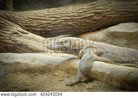 Monitor Lizard On Backyard Of Rustic Village. South Asia Fauna Near Human Settlement. Dangerous Wild