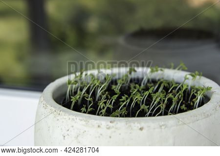 Garden Cress Also Called As Pepper Grass, Garden Pepper Cress Or Pepperwort. Healthy Food Concept, O