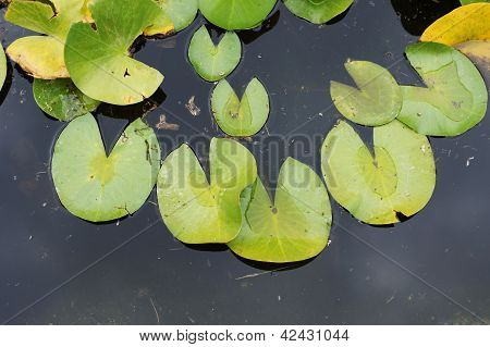 Water Lily's Bud In The Pond Among Freen Leaves