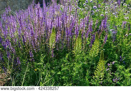 Tuberous Yellow Flowers With Oblong Flowers Combined With Blue Sage On A Flower Bed Impressive Flowe