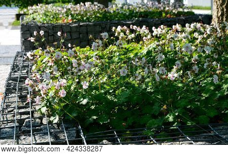 Dense, Clump Forming Perennial That Features Scalloped, Felted, Wrinkled, Gray-green Basal Leaves Th