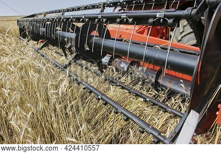 Harvester At Work. Wheat Field, Harvesting, Threshing. Combine Harvester And Header Close-up.