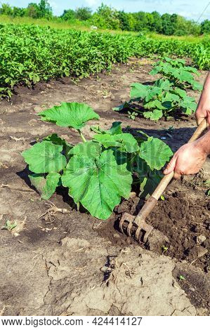 The Farmer Rakes The Soil Around The Young Pumpkin. Close-up Of The Hands Of An Agronomist While Ten