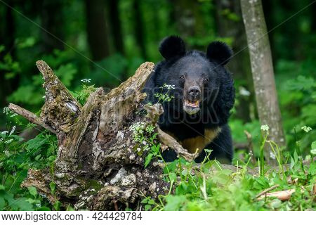 Asiatic Black Bear (ursus Thibetanus) In Summer Forest. Wildlife Scene From Nature