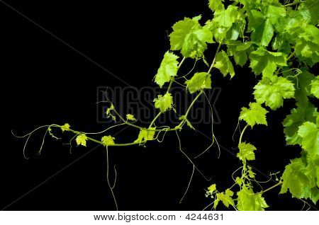 Videira isolada em preto