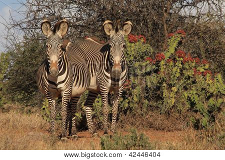 Zebra di Grevy ed Euphorbia plats in Laikipia, Kenia