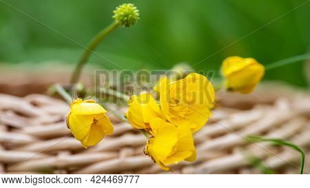 Ranunculus Repens, Creeping Buttercup, Creeping Crowfoot, Sitfast Flowers In Basket With Flowers Of 