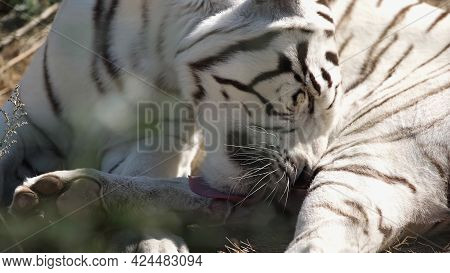 Sunshine On White Tiger Licking Fur Outside.