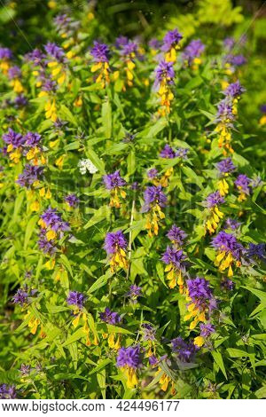 Glade Of Flowers Mariannik Dubravny (lat. Melampyrum) Or Ivan-da-marya Lilac And Yellow Colors In Th
