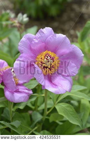 Woodland Peony - Latin Name - Paeonia Obovata