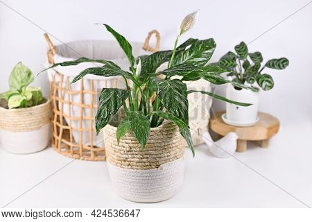 Exotic 'spathiphyllum Diamond Variegata' Houseplant With White Spots In Basket Flower Pot In Front O