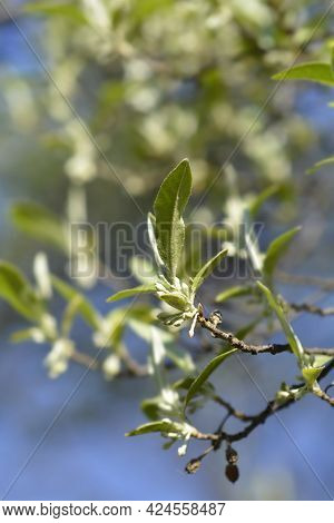 Autumn Olive Branch With Flower Buds - Latin Name - Elaeagnus Umbellata