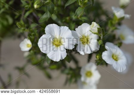 Mountain Sandwort - Latin Name - Arenaria Montana