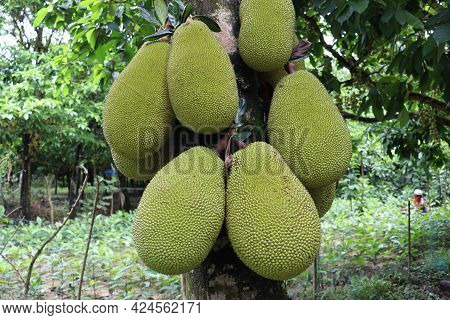 Raw Jackfruit Stock On Tree In The Farm