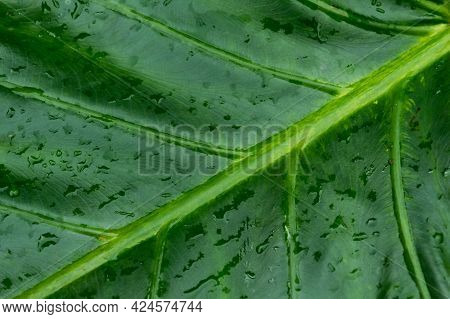 Close Up Rain Drops On Green Tree Leaves. Water Raindrops On Green Plants Leaf. Abstract Texture Pat