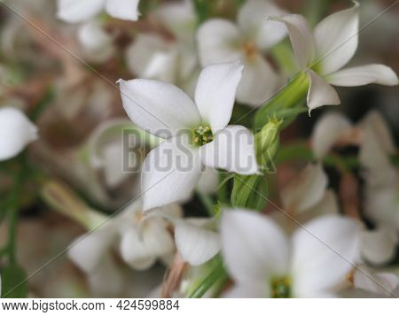 Kalanchoe (saxifragales Crassulaceae) Plant White Flower