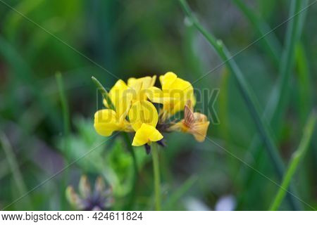 The Horseshoe Vetch Hippocrepis Comosa