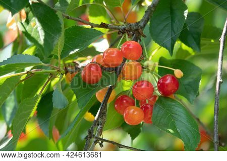 Sour Cherries On The Branch. Ripening Sour Cherry With Morning Dew Drops On Twig In The Garden. Blac