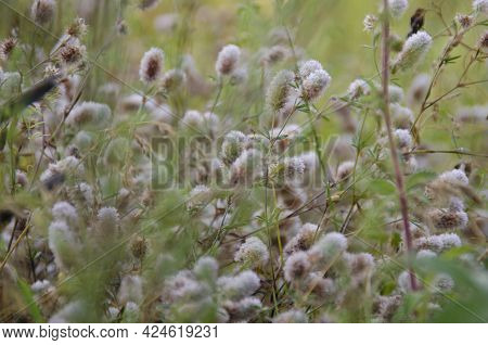 Beautiful Delicate Background Of Wild Grasses, Flowers And Buds. Nature, Field, Meadow, Spring, Summ