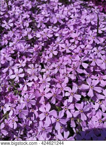 Pink Phlox Subulate Beautiful Flowers, Spring Bloom Background