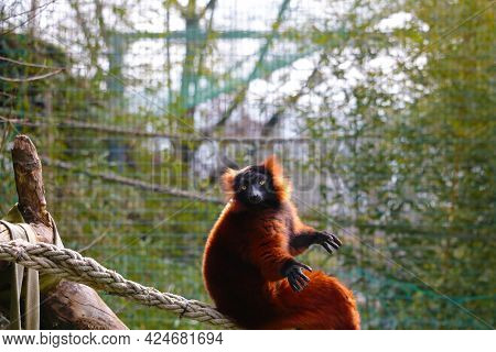 Close-up On A Lemur In An Animal Park