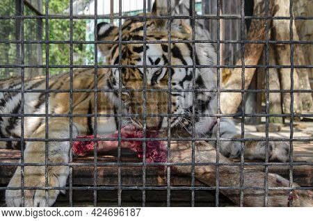 Tiger Chews On The Leg Of A Roe Deer In A Cage At The Zoo