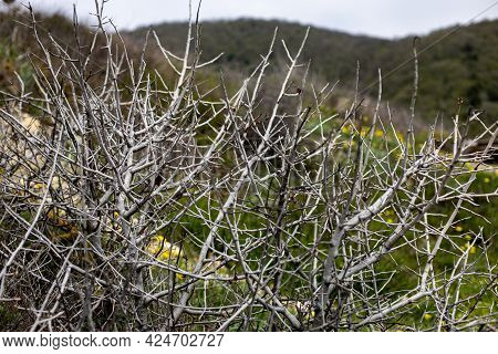 View Of The Hills Through The Branches Of A Thicket Of Dry Thorny Bushes In Springtime