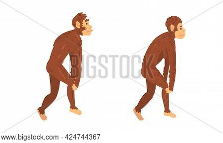 Monkey Or Primate As Human Evolution Stage And Gradual Development Vector Set