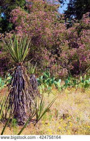 Chaparral Shrubs Including The Yucca Plant And Prickly Pear Cacti Surrounded By Spring Wildflowers O