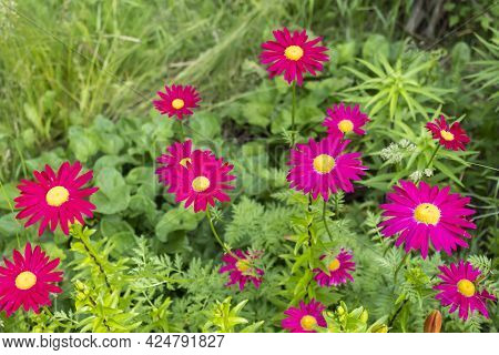 In The Summer, A Bright Red Daisy Called Pyréthrum Bloomed In The Garden.