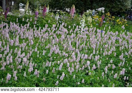 Flowerbed Facade Beige With Bossage Old Building, Yellow Red Blue White Color Flowers On The Slope N