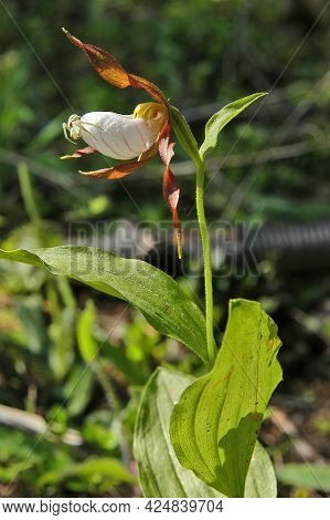 Native Wildflower Mountain Lady's-slipper With Spider On Flower