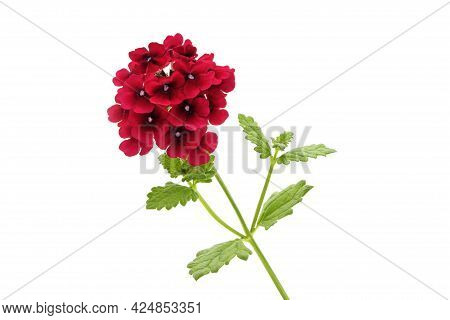 Vibrant Red Verbena, Verbena Rigida,  Photographed Against A White Background.