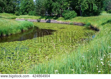 A Calm Forest River Overgrown With Water Lilies In A Beautiful Environment Of Greenery. Summer Natur