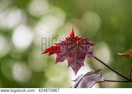Tree Branch With Dark Red Leaves, Acer Platanoides, The Norway Maple Crimson King. Red Maple Acutifo