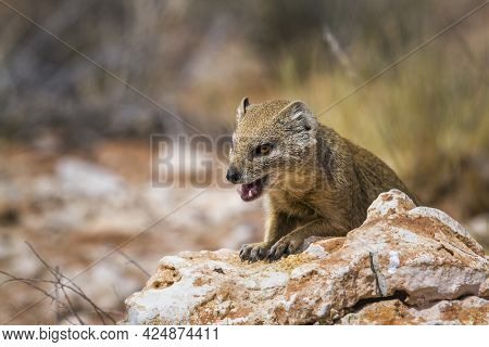 Yellow Mongoose Showing Teeth In Kgalagadi Transfrontier Park, South Africa; Specie Cynictis Penicil